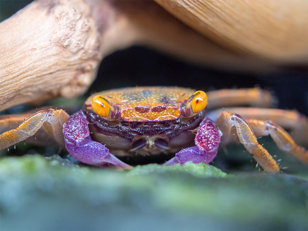 Orange Disco Vampire Crab (Geosesarma tiomanicum)