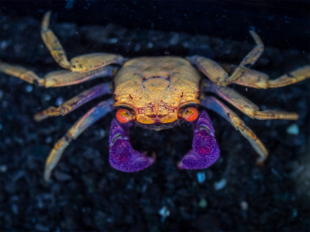 Orange Disco Vampire Crab (Geosesarma tiomanicum)