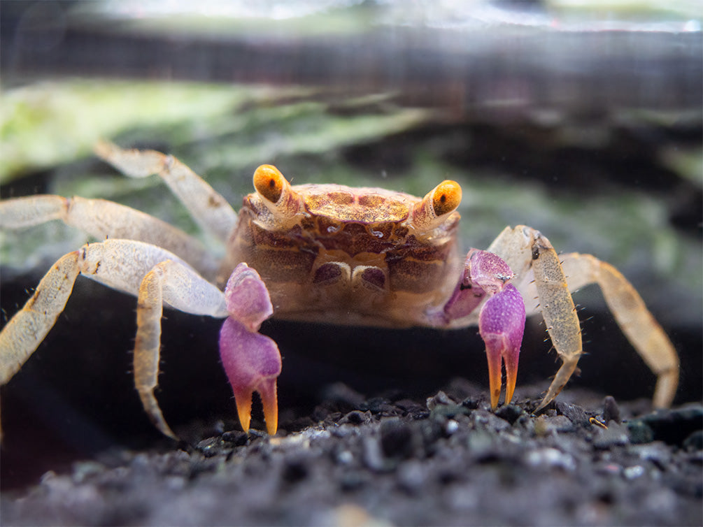 Orange Disco Vampire Crab (Geosesarma tiomanicum)