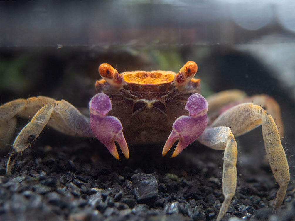 Orange Disco Vampire Crab (Geosesarma tiomanicum)