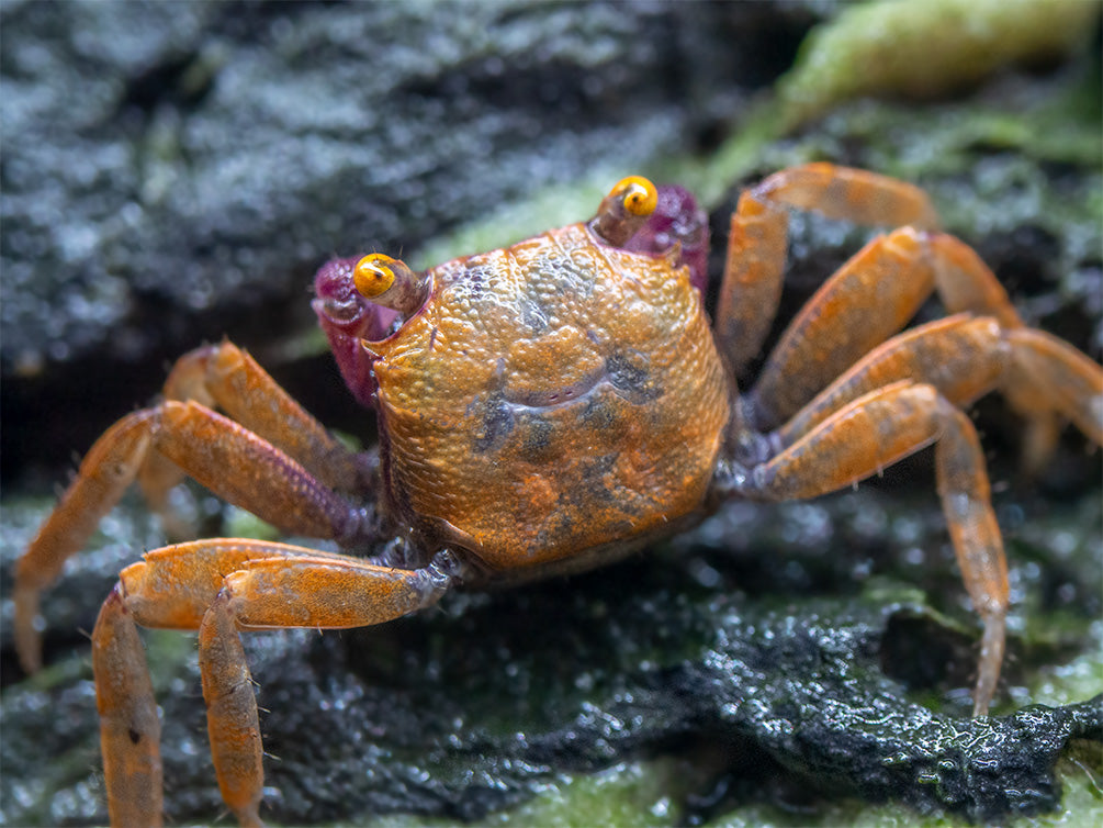 Orange Disco Vampire Crab (Geosesarma tiomanicum)