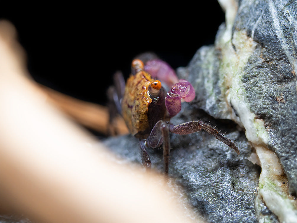 Orange Disco Vampire Crab (Geosesarma tiomanicum)