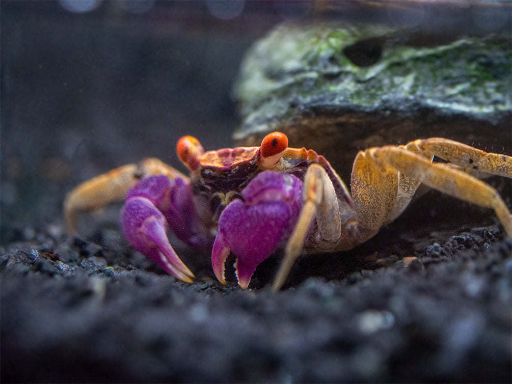 Orange Disco Vampire Crab (Geosesarma tiomanicum)