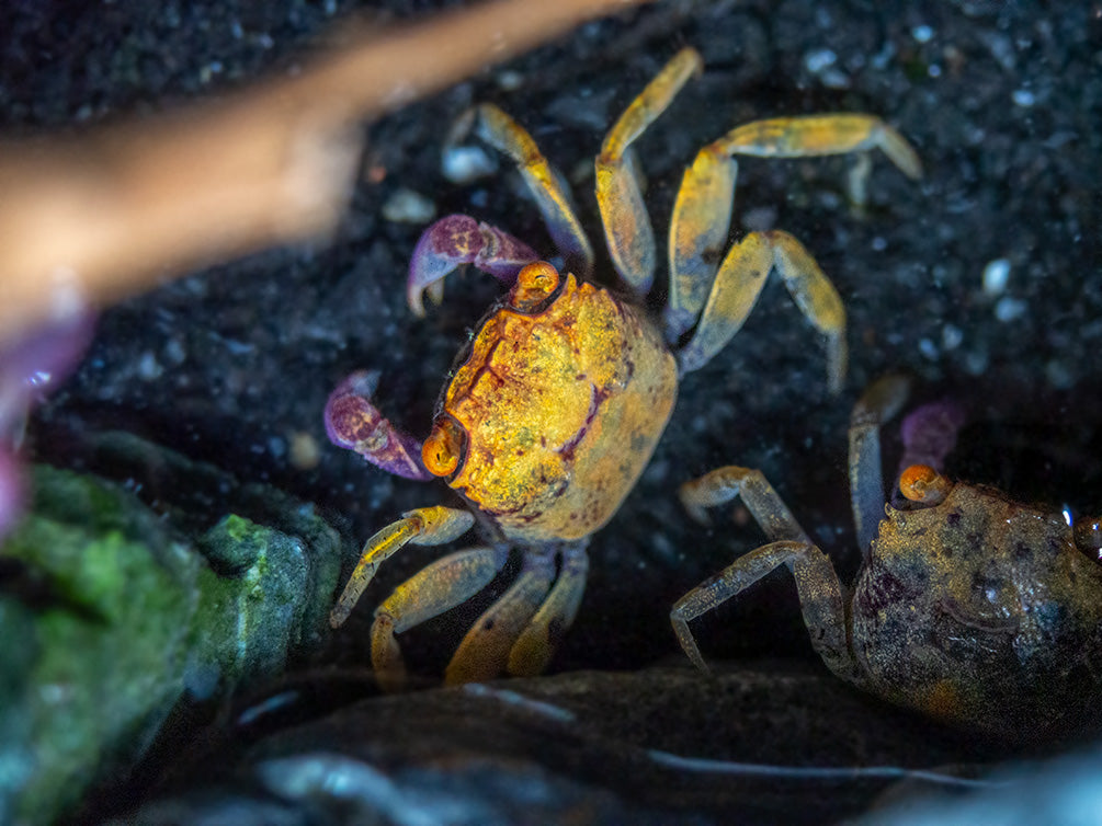 Orange Disco Vampire Crab (Geosesarma tiomanicum)