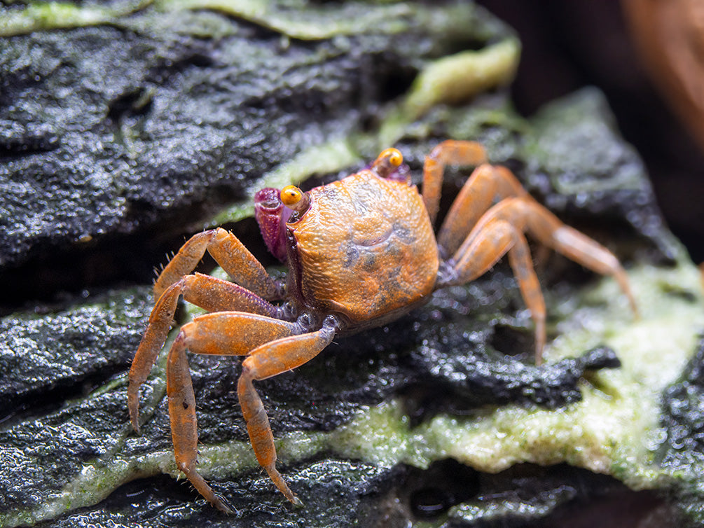 Orange Disco Vampire Crab (Geosesarma tiomanicum)