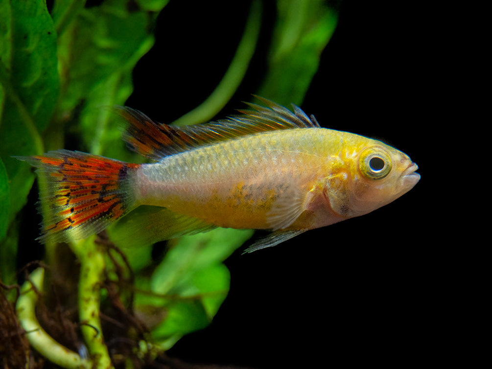 Platinum Double Red Cockatoo Dwarf Cichlid (Apistogramma cacatuoides) - TANK-BRED!!!