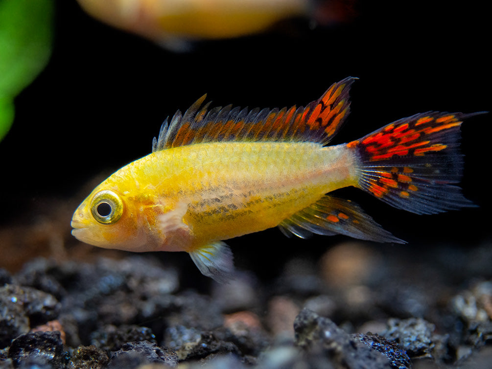 Platinum Double Red Cockatoo Dwarf Cichlid (Apistogramma cacatuoides) - TANK-BRED!!!