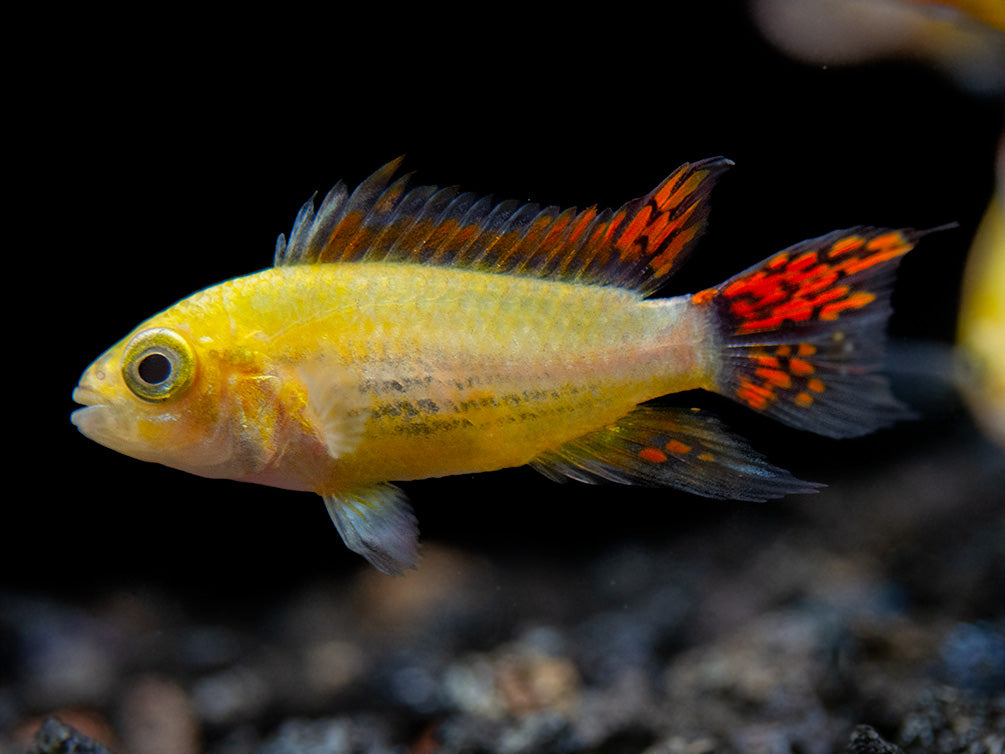 Platinum Double Red Cockatoo Dwarf Cichlid (Apistogramma cacatuoides) - TANK-BRED!!!