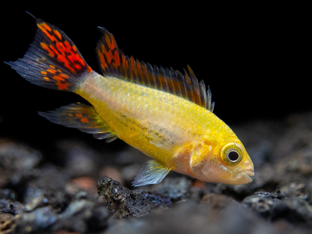 Platinum Double Red Cockatoo Dwarf Cichlid (Apistogramma cacatuoides) - TANK-BRED!!!