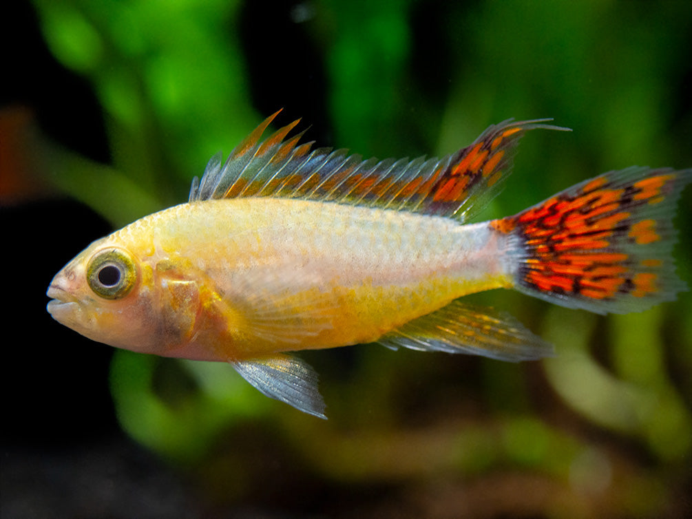 Platinum Double Red Cockatoo Dwarf Cichlid (Apistogramma cacatuoides) - TANK-BRED!!!