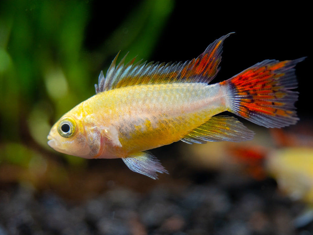 Platinum Double Red Cockatoo Dwarf Cichlid (Apistogramma cacatuoides) - TANK-BRED!!!