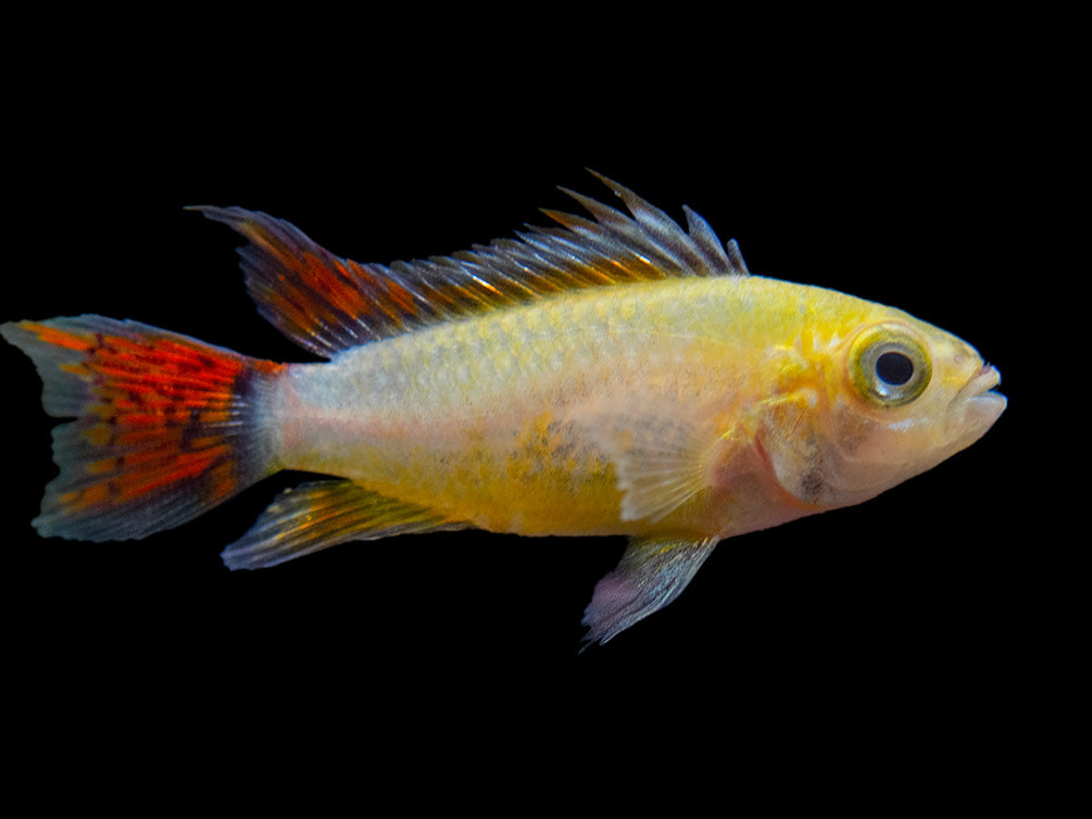 Platinum Double Red Cockatoo Dwarf Cichlid (Apistogramma cacatuoides) - TANK-BRED!!!