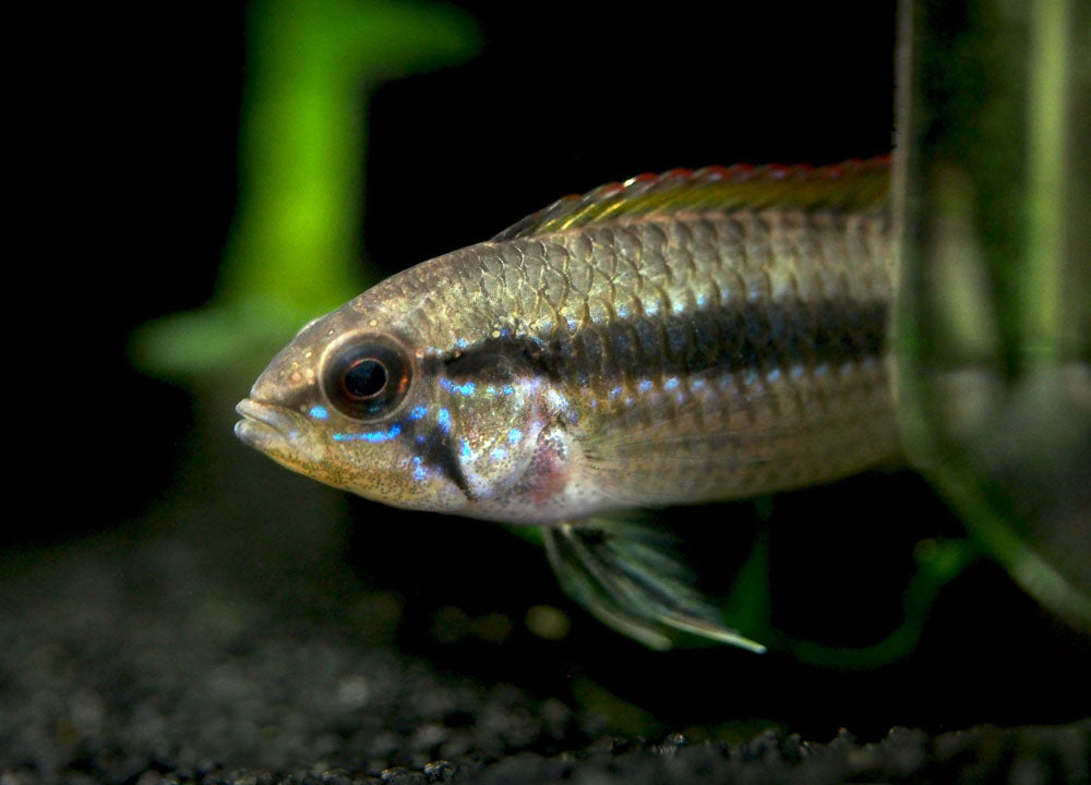 Double Red Agassizi's Dwarf Cichlid (Apistogramma cf. agassizii) - TANK-BRED!!!