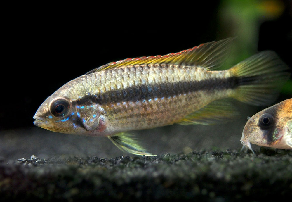 Double Red Agassizi's Dwarf Cichlid (Apistogramma cf. agassizii) - TANK-BRED!!!