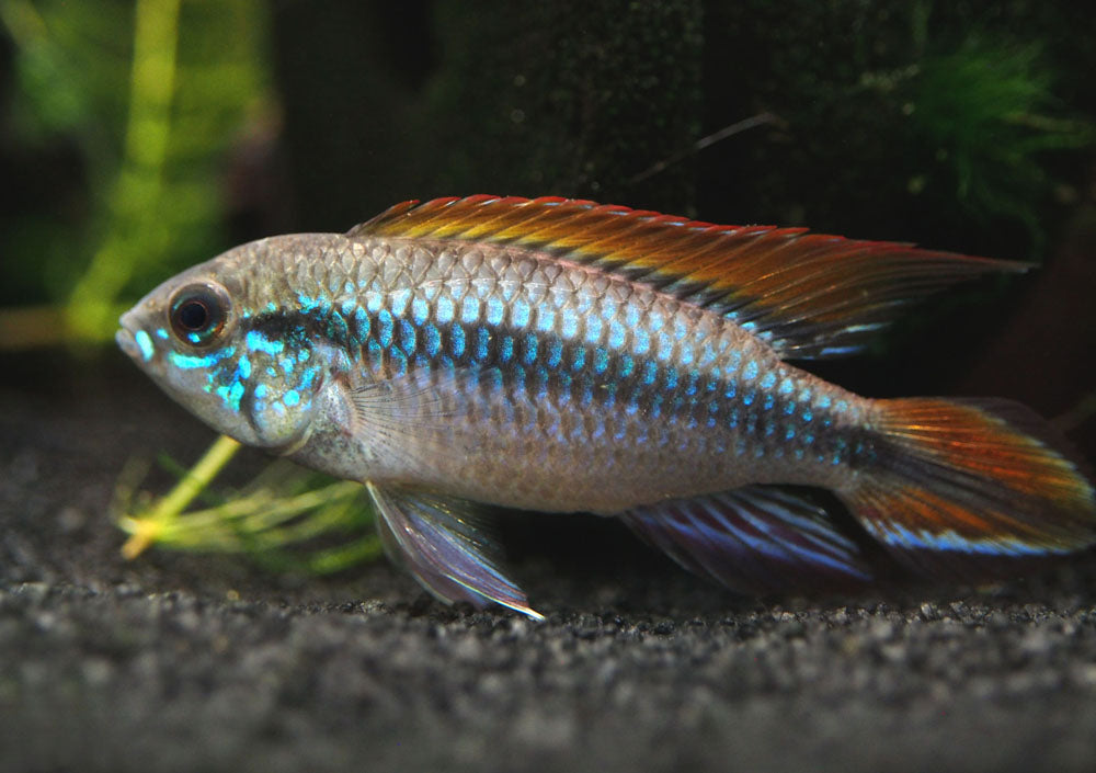 Double Red Agassizi's Dwarf Cichlid (Apistogramma cf. agassizii) - TANK-BRED!!!