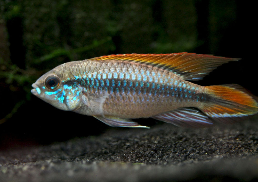 Double Red Agassizi's Dwarf Cichlid (Apistogramma cf. agassizii) - TANK-BRED!!!