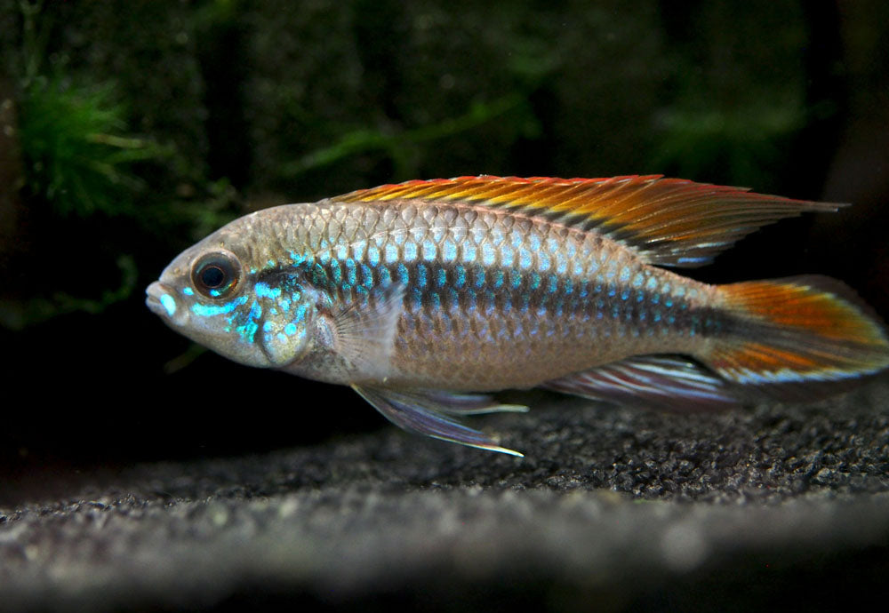 Double Red Agassizi's Dwarf Cichlid (Apistogramma cf. agassizii) - TANK-BRED!!!