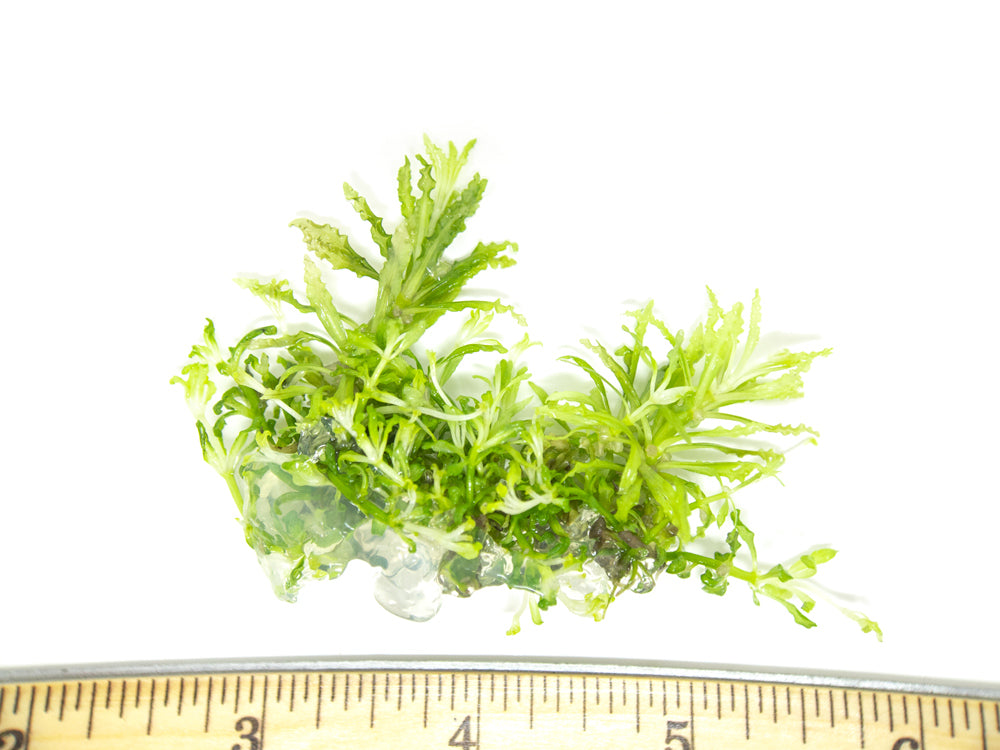 Downoi (Pogostemon helferi) Tissue Culture