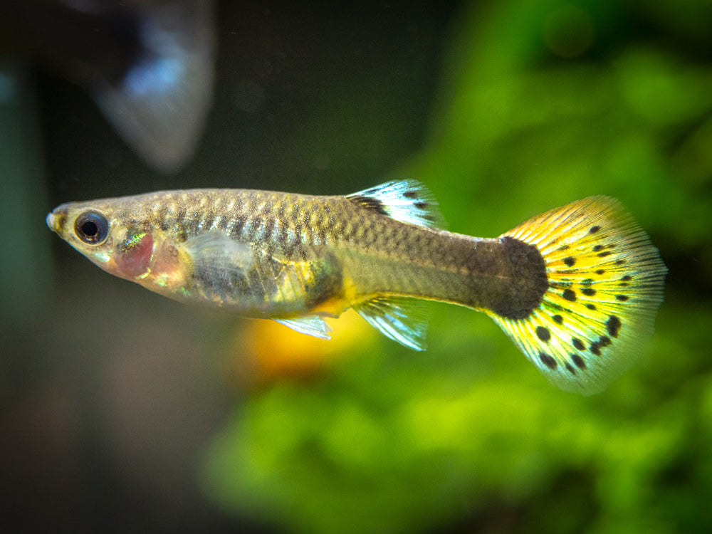 Dragon Mosaic Guppy (Poecilia reticulata), Tank-Bred