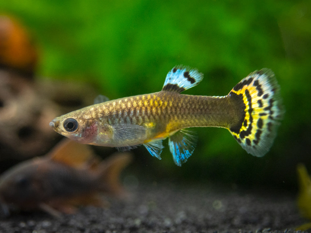 Dragon Mosaic Guppy (Poecilia reticulata), Tank-Bred