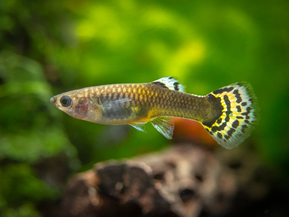 Dragon Mosaic Guppy (Poecilia reticulata), Tank-Bred