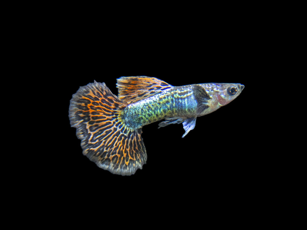 Dragon Mosaic Guppy (Poecilia reticulata), Tank-Bred