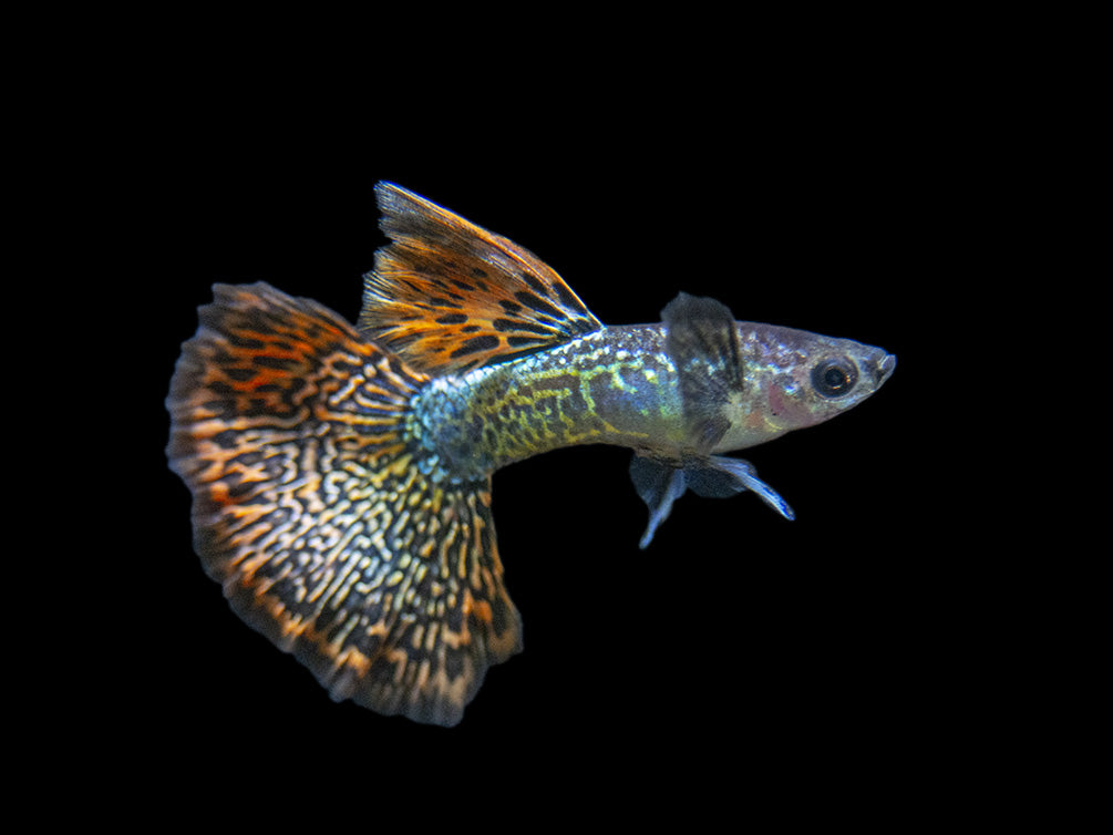 Dragon Mosaic Guppy (Poecilia reticulata), Tank-Bred