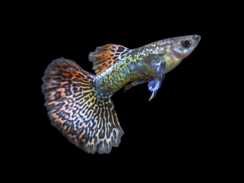 Dragon Mosaic Guppy (Poecilia reticulata), Tank-Bred