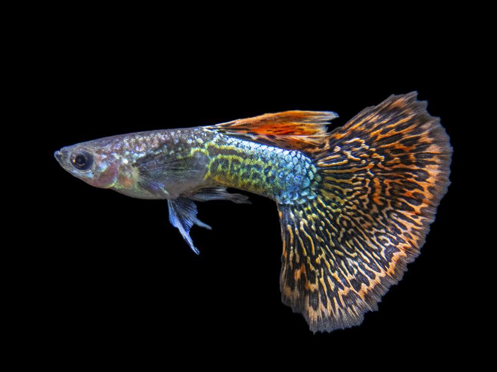 Dragon Mosaic Guppy (Poecilia reticulata), Tank-Bred