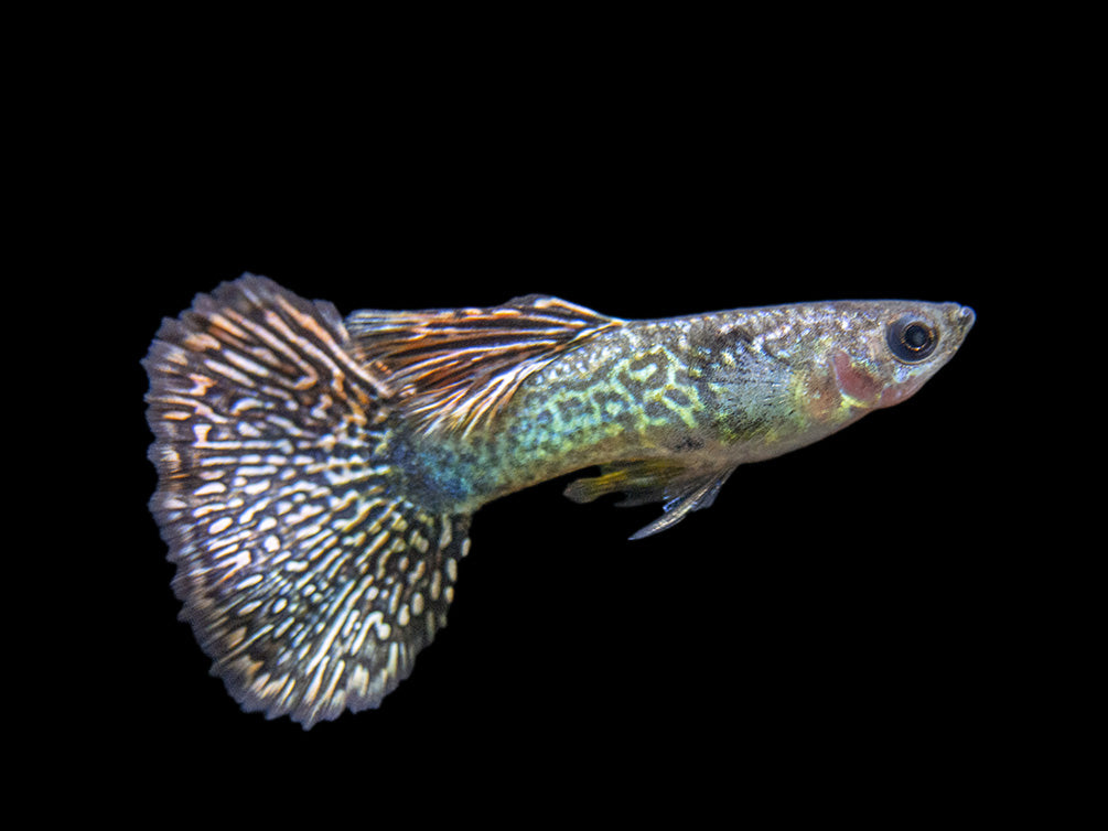 Dragon Mosaic Guppy (Poecilia reticulata), Tank-Bred