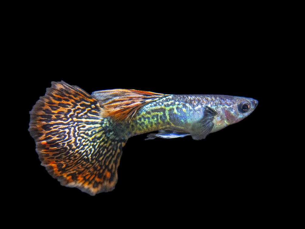 Dragon Mosaic Guppy (Poecilia reticulata), Tank-Bred