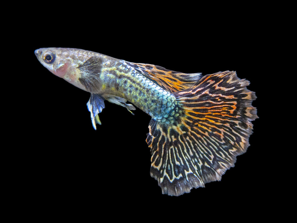 Dragon Mosaic Guppy (Poecilia reticulata), Tank-Bred