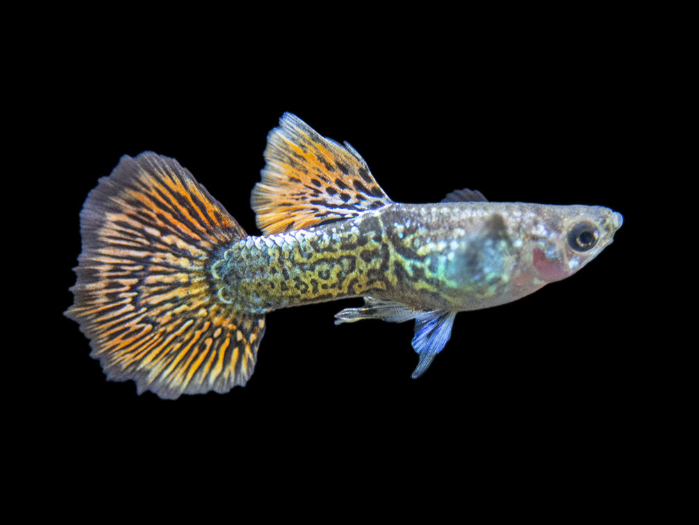 Dragon Mosaic Guppy (Poecilia reticulata), Tank-Bred