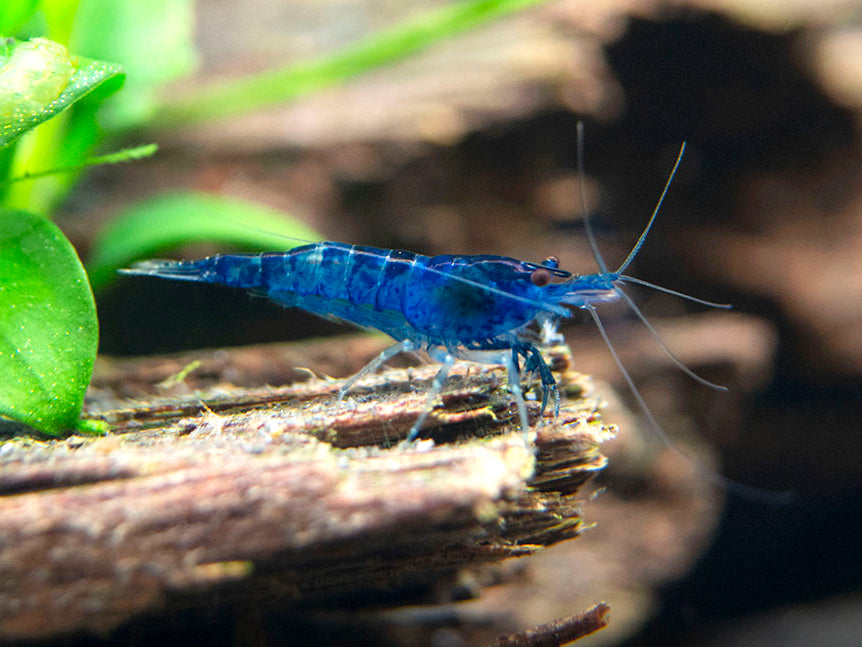 Dream Blue Velvet Shrimp Breeder Combo Box