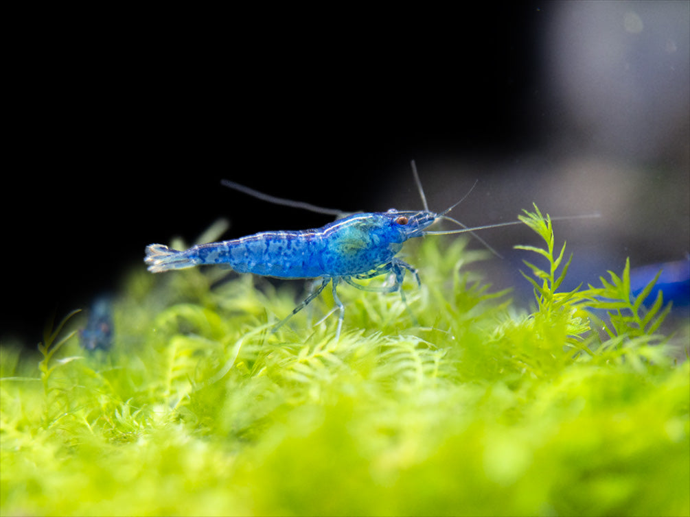 Dream Blue Velvet Shrimp Breeder Combo Box