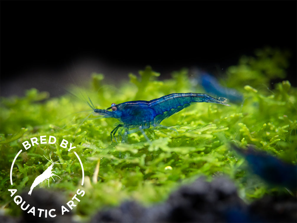 Dream Blue Velvet Shrimp (Neocaridina davidi), BREDBY: Aquatic Arts