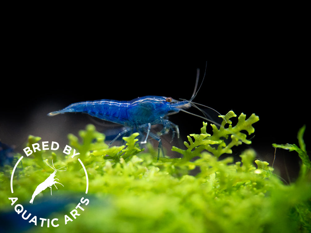 Dream Blue Velvet Shrimp (Neocaridina davidi), BREDBY: Aquatic Arts