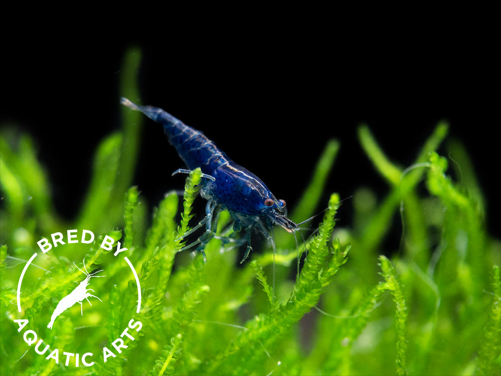 Dream Blue Velvet Shrimp (Neocaridina davidi), BREDBY: Aquatic Arts