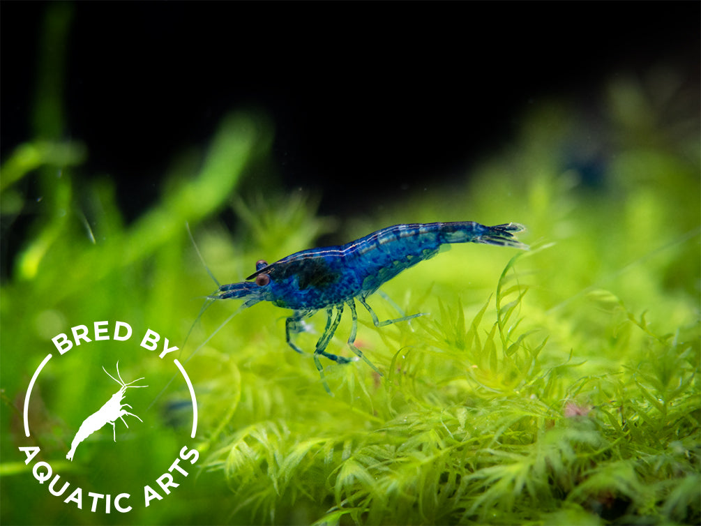 Dream Blue Velvet Shrimp (Neocaridina davidi), BREDBY: Aquatic Arts