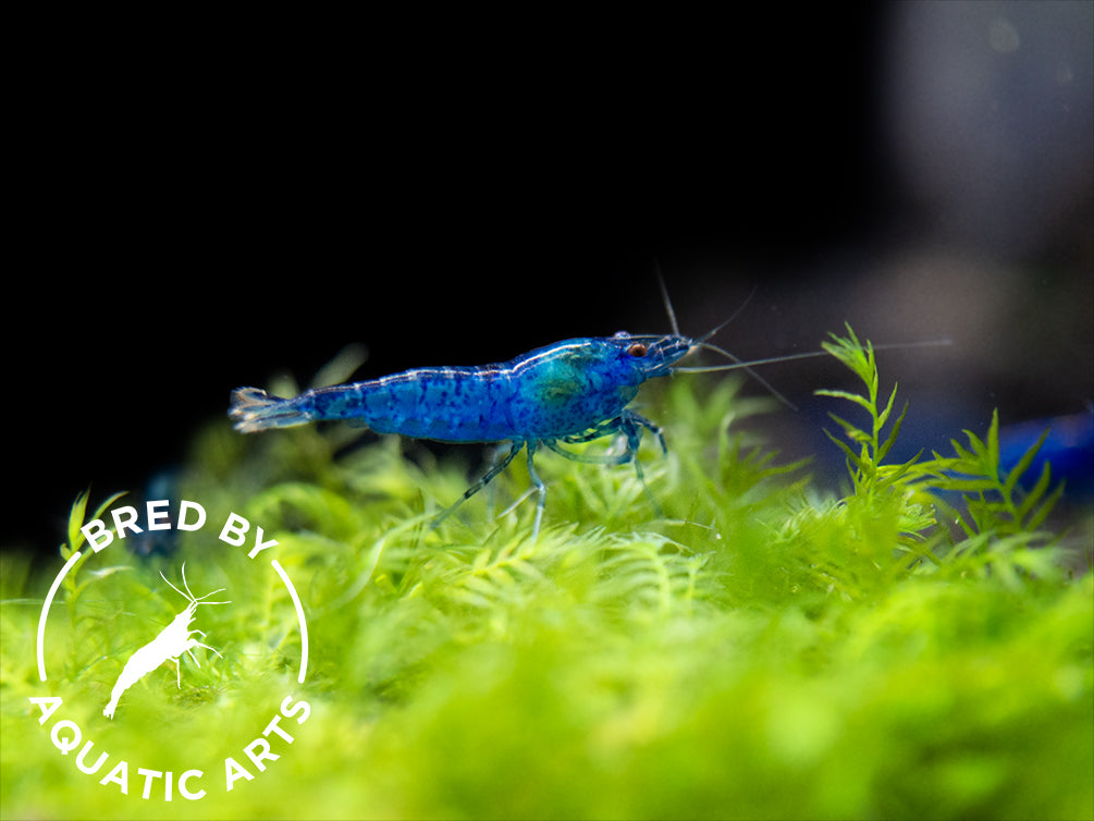 Dream Blue Velvet Shrimp (Neocaridina davidi), BREDBY: Aquatic Arts