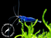 Dream Blue Velvet Shrimp (Neocaridina davidi), BREDBY: Aquatic Arts