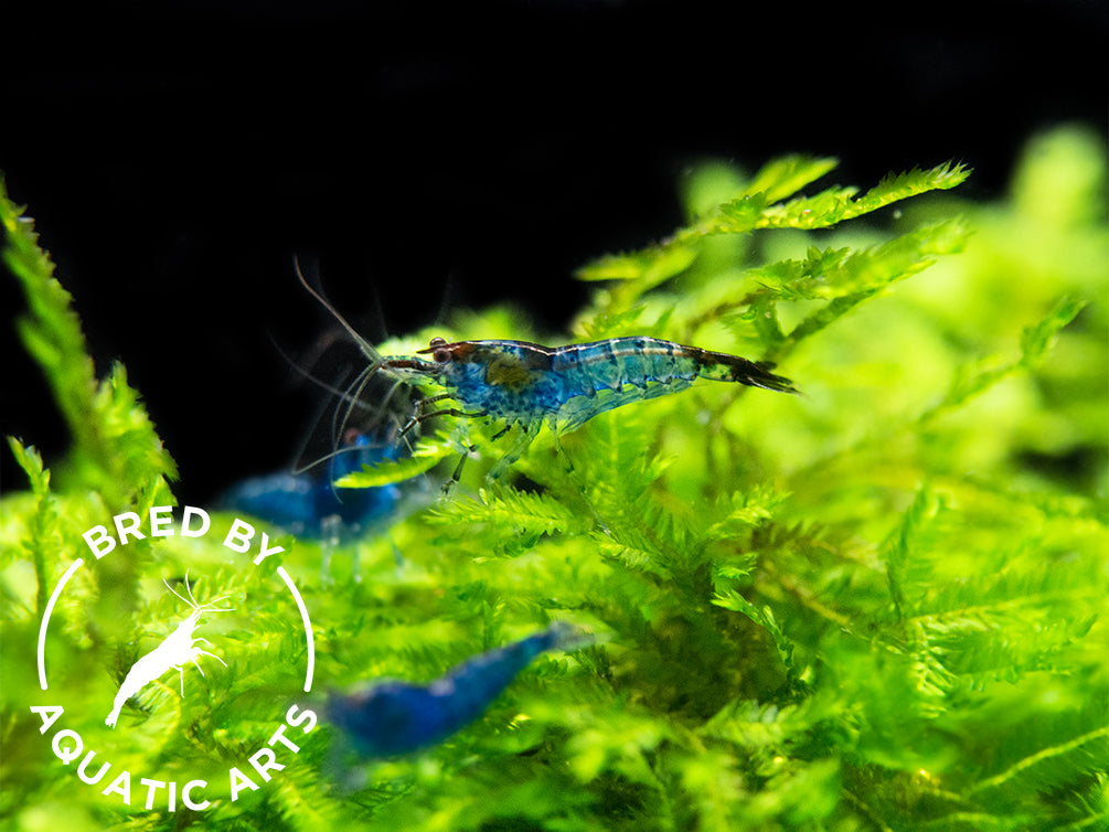 Dream Blue Velvet Shrimp (Neocaridina davidi), BREDBY: Aquatic Arts