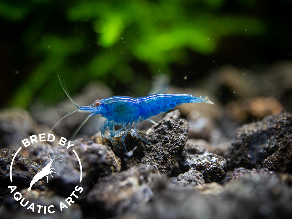 Dream Blue Velvet Shrimp (Neocaridina davidi), BREDBY: Aquatic Arts