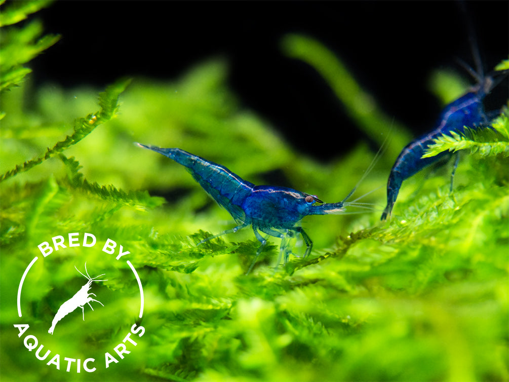 Dream Blue Velvet Shrimp (Neocaridina davidi), BREDBY: Aquatic Arts