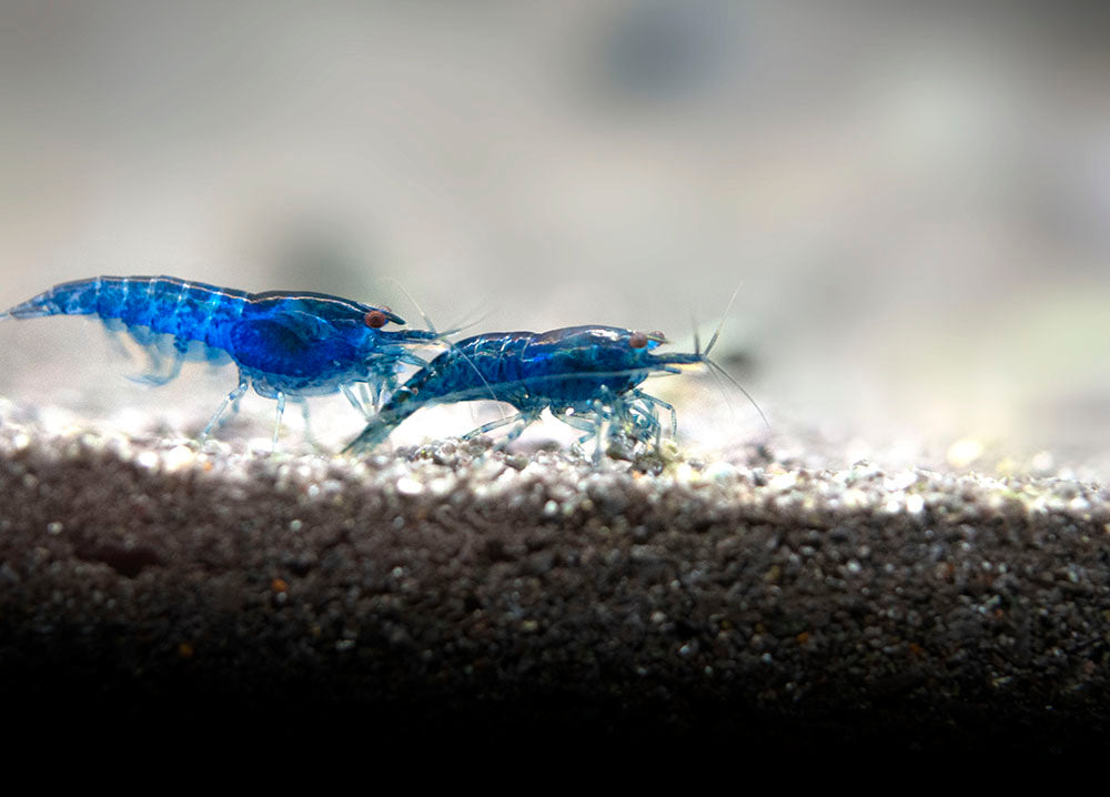 Dream Blue Velvet Shrimp (Neocaridina davidi), Tank-Bred