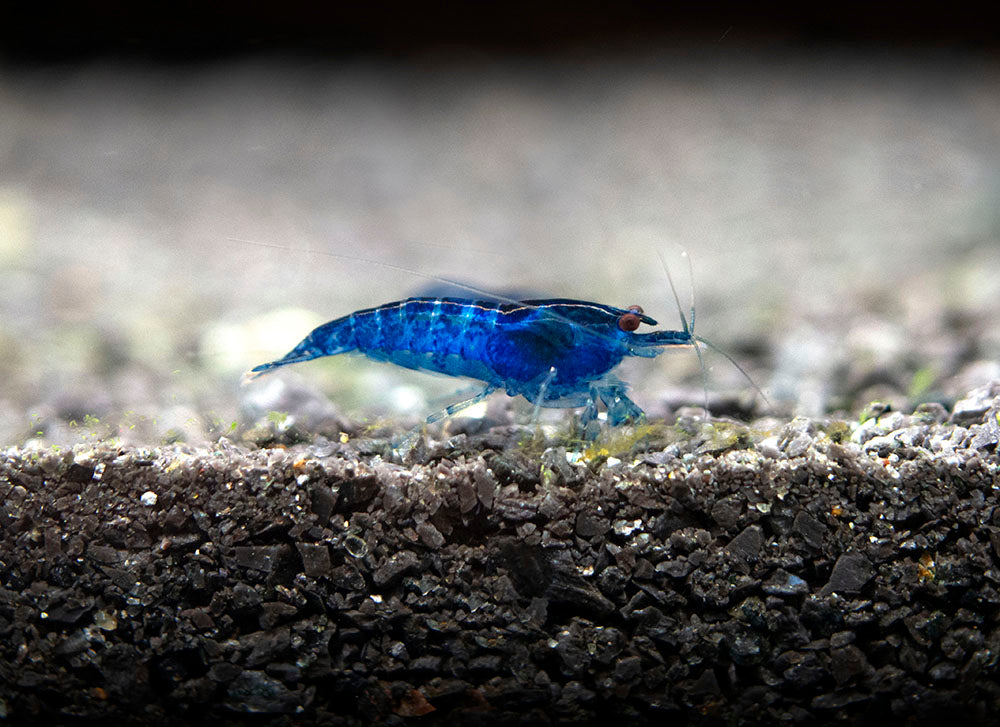 Dream Blue Velvet Shrimp (Neocaridina davidi), Tank-Bred