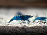 Dream Blue Velvet Shrimp Breeder Combo Box