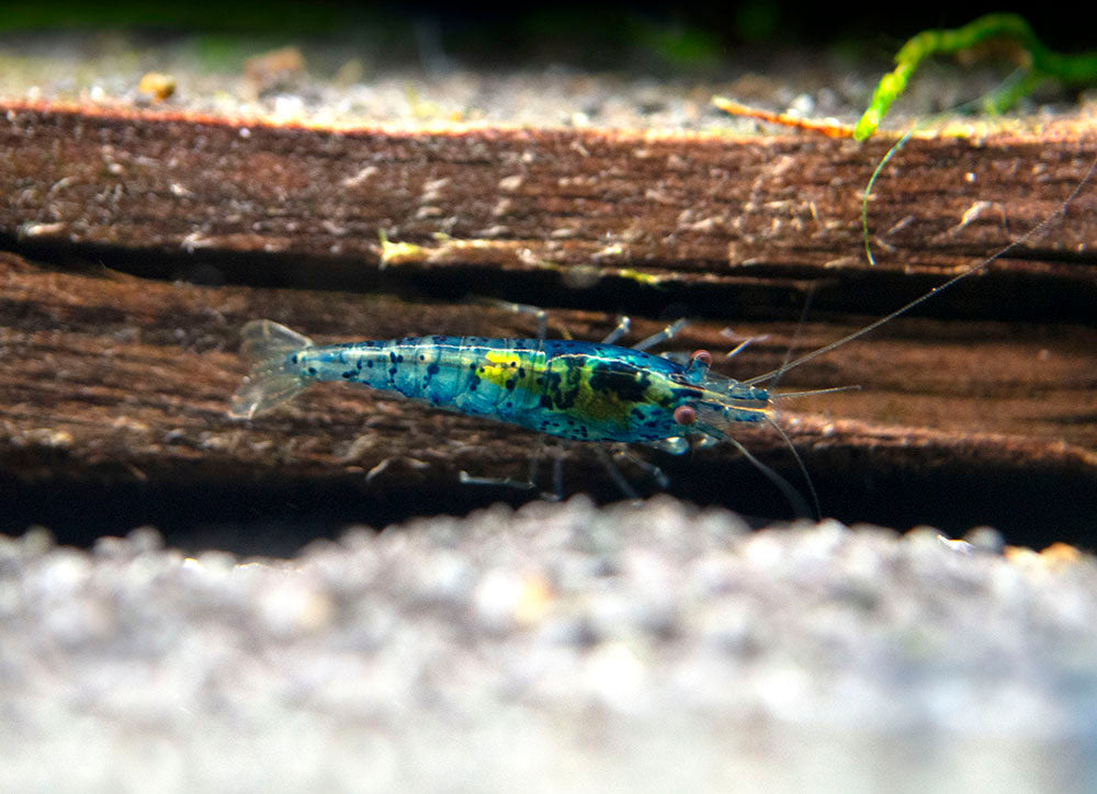 Dream Blue Velvet Shrimp Breeder Combo Box