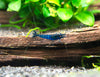 Dream Blue Velvet Shrimp Breeder Combo Box