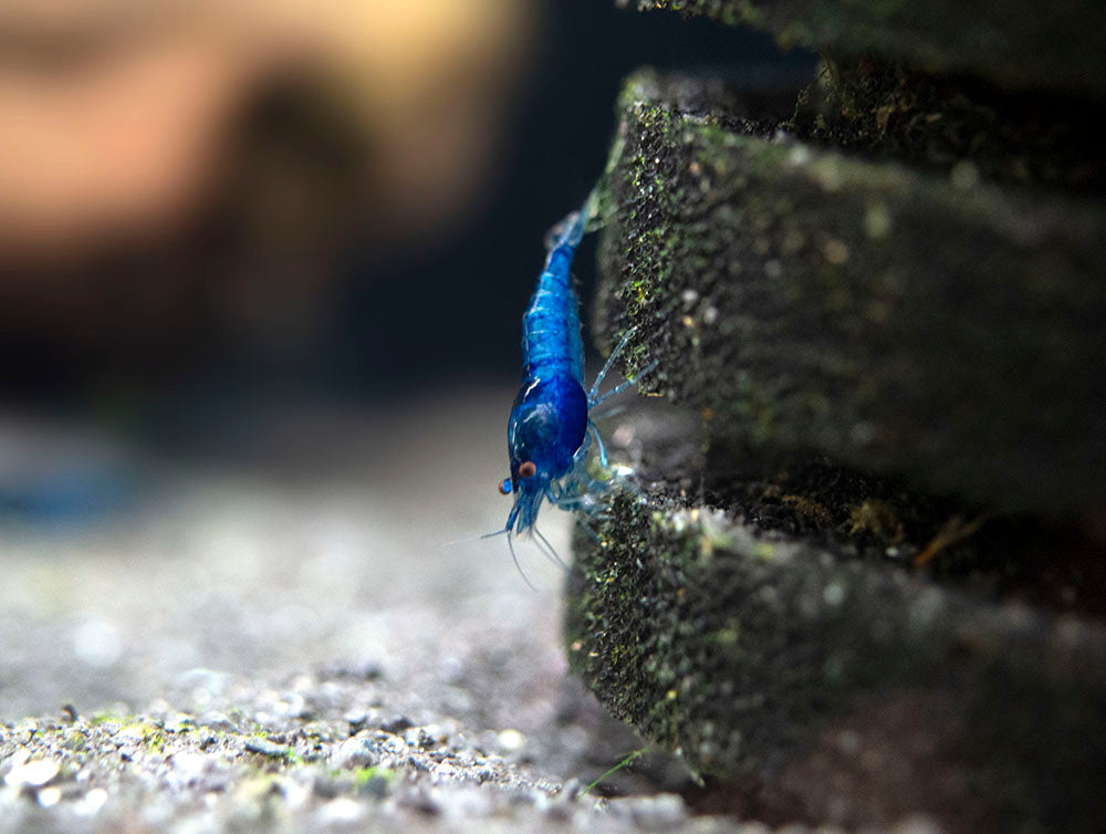 Dream Blue Velvet Shrimp Breeder Combo Box